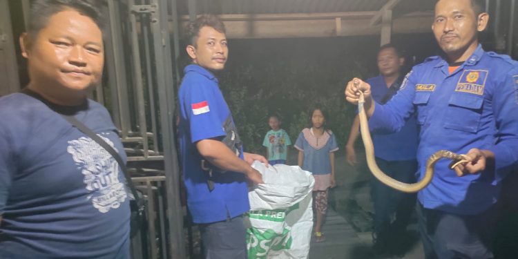 Cepat Tanggap, Petugas Damkar Berhasil Amankan Ular Kobra yang Masuk Rumah Warga