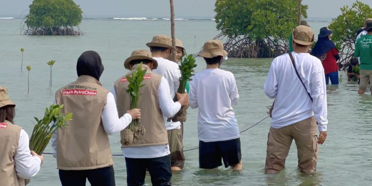 Insan PetroChina Menanam Harapan Melalui Donasi 5.000 Mangrove
