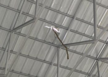 Ketua HIMASTE Soroti Pembangunan Gedung Olahraga di Desa Penapalan yang Diduga Asal-asalan