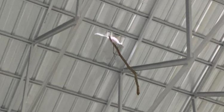 Ketua HIMASTE Soroti Pembangunan Gedung Olahraga di Desa Penapalan yang Diduga Asal-asalan