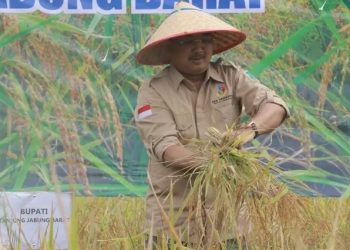 Panen Perdana Padi di Desa Tanjung Senjulang, Bupati UAS Komitmen Majukan Petani