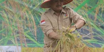 Panen Perdana Padi di Desa Tanjung Senjulang, Bupati UAS Komitmen Majukan Petani