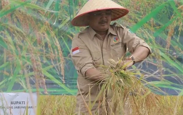 Panen Perdana Padi di Desa Tanjung Senjulang, Bupati UAS Komitmen Majukan Petani