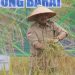 Panen Perdana Padi di Desa Tanjung Senjulang, Bupati UAS Komitmen Majukan Petani