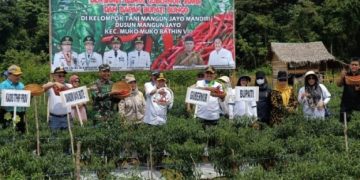 Panen Cabai Merah di Mangun Jayo, Al Haris Puji Inovasi Bupati Bungo