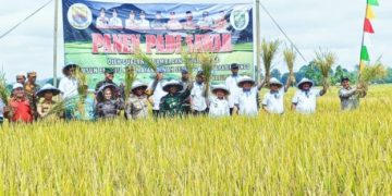 Al Haris dan Mashuri Tanam dan Panen Padi Sawah Bersama di Empelu Bungo