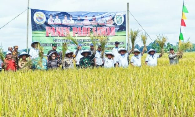 Al Haris dan Mashuri Tanam dan Panen Padi Sawah Bersama di Empelu Bungo