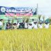 Al Haris dan Mashuri Tanam dan Panen Padi Sawah Bersama di Empelu Bungo