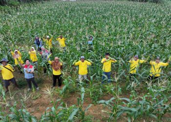 Sukses Panen Jagung dan Tomat, Petani Binaan Pertamina EP Jambi Field Siap Garap Lahan yang Lebih Luas