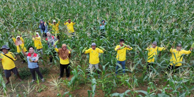 Sukses Panen Jagung dan Tomat, Petani Binaan Pertamina EP Jambi Field Siap Garap Lahan yang Lebih Luas