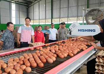 Gubernur Al Haris Tinjau Produksi Telur di Ibru Mestong, Dorong Pemanfaatan Produk Lokal untuk Tekan Inflasi dan MBG