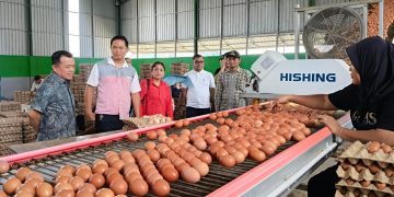 Gubernur Al Haris Tinjau Produksi Telur di Ibru Mestong, Dorong Pemanfaatan Produk Lokal untuk Tekan Inflasi dan MBG