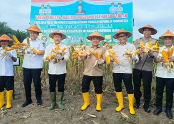 Panen Jagung di Merangin, Menko Pangan Sebut Capaian Pangan Tahun Ini Mengembirakan